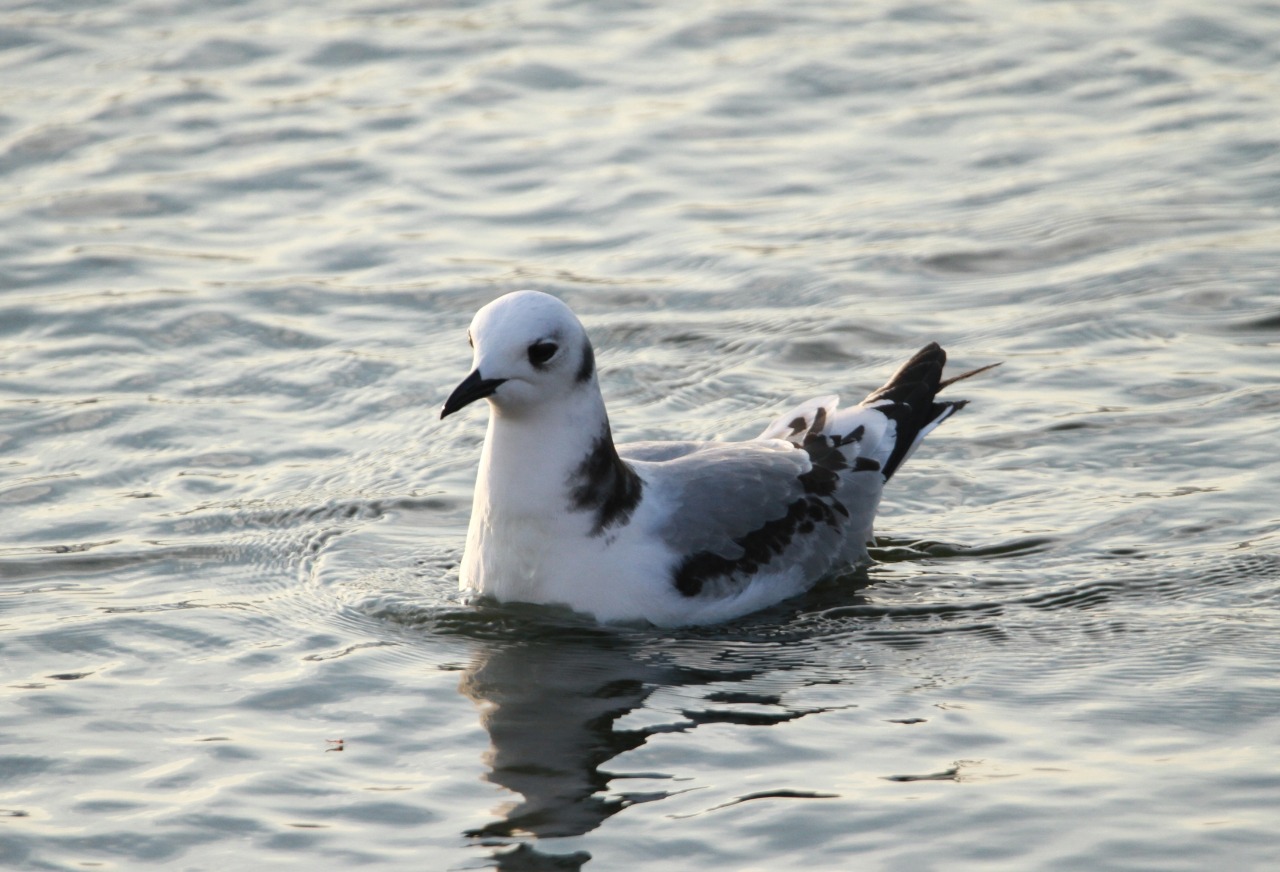 نورس أرملBlack legged Kittiwake-مرصد طيور العقبة