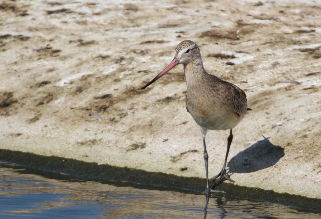 القوق موشّم الذيلBar-tailed Godwit -مرصد طيور العقبة