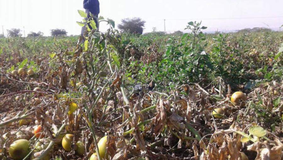 مزرعة متضررة من الصقيع