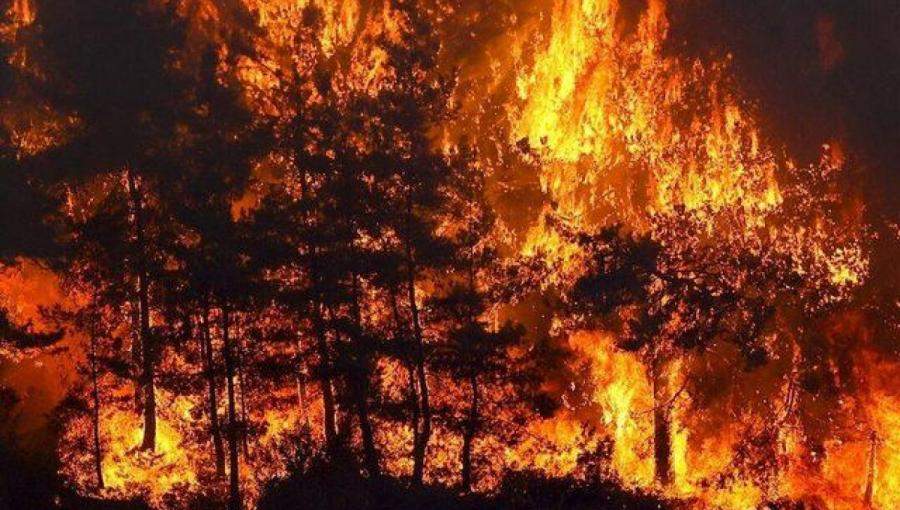 حرائق غابات- تركيا 31 تموز 2021