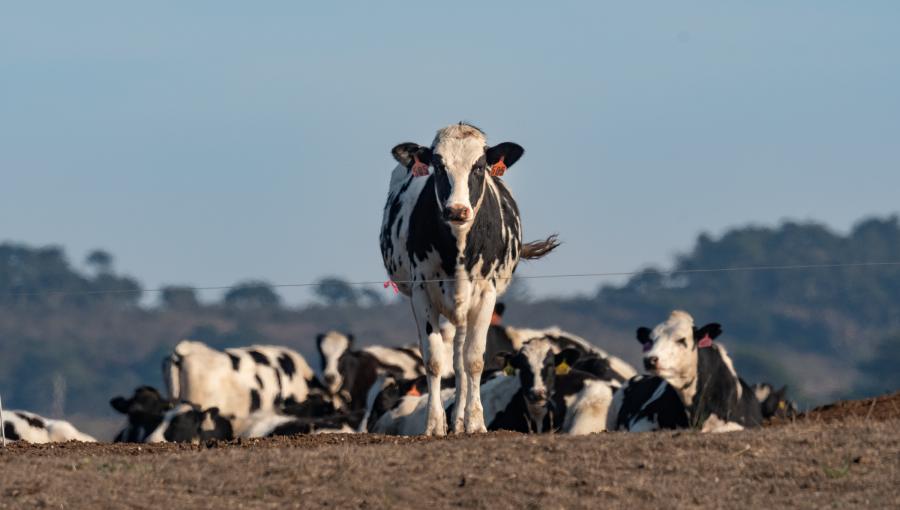 انتشار الحمى القلاعية بين الأبقار انتشار الحمى القلاعية بين الأبقار