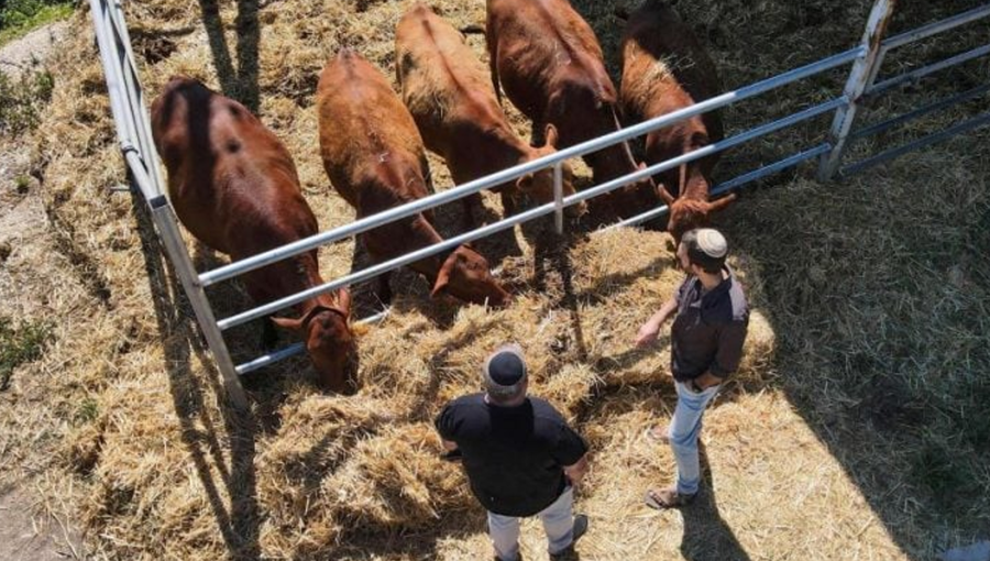أعضاء من منظمة "بناء إسرائيل" أمام البقرات الحمر في مزرعة بالقرب من بيسان | المصدر: وكالة الصحافة الفرنسية أعضاء من منظمة "بناء إسرائيل" أمام البقرات الحمر في مزرعة بالقرب من بيسان | المصدر: وكالة الصحافة الفرنسية