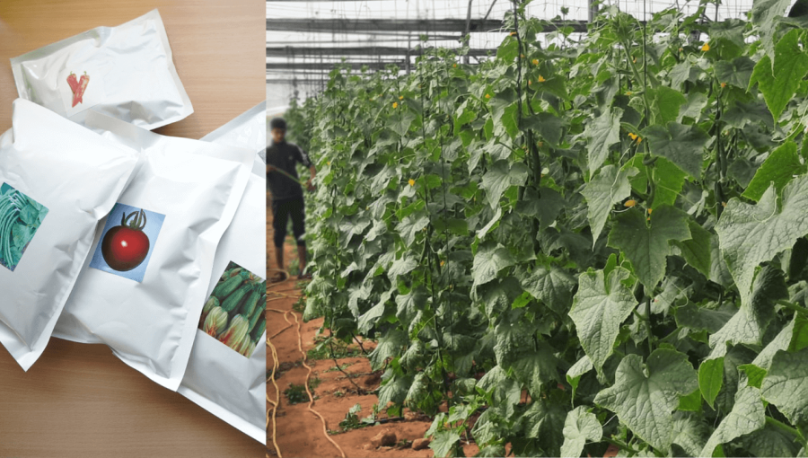 أشتال زرعتها الجمعية العربية لحماية الطبيعة في مشتل بلدية غزة مع بعض البذور