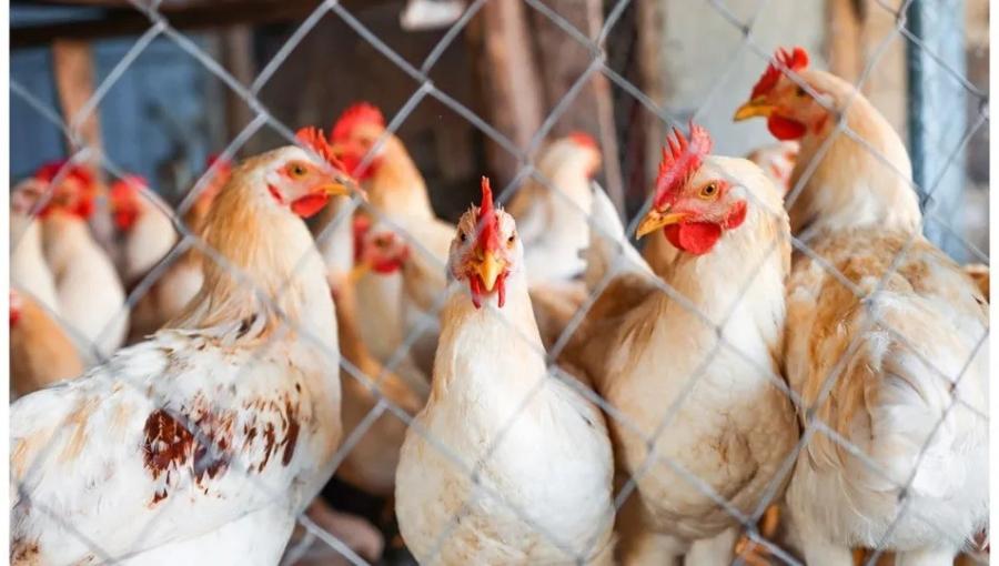 دجاج في مزرعة دواجن | المصدر: Envato Elements