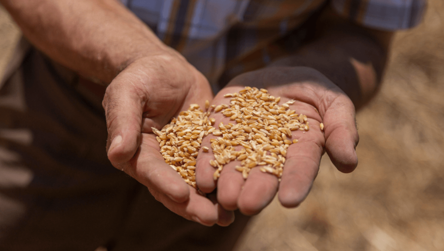 حفنة من القمح المحصود حفنة من القمح المحصود | المصدر: حبر