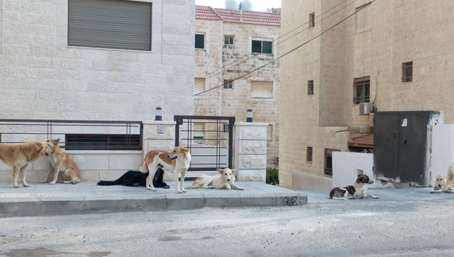 كلاب ضالة في منطقة ضاحية الرشيد في عمان كلاب ضالة في منطقة ضاحية الرشيد في عمان | أرشيفية Jordantimes