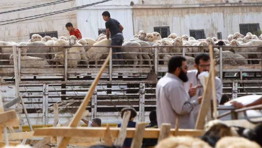 أحد أماكن بيع الأضاحي في العاصمة عمان أحد أماكن بيع الأضاحي في العاصمة عمان | أرشيفية المملكة