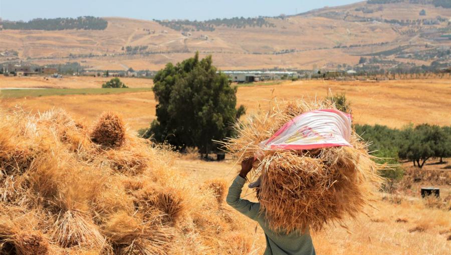 أحد حقول القمح في الأردن أحد حقول القمح في الأردن | المصدر: مكتب الأميرة بسمة بنت طلال