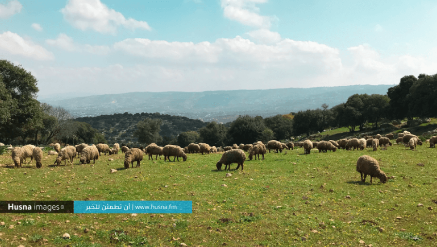 قطيع أغنام في الأردن قطيع أغنام في الأردن