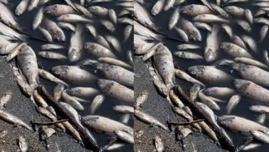 أسماك نافقة في بحيرة مياه سد الموجب أسماك نافقة في بحيرة مياه سد الموجب 13/10/2025 | المصدر: مواقع التواصل