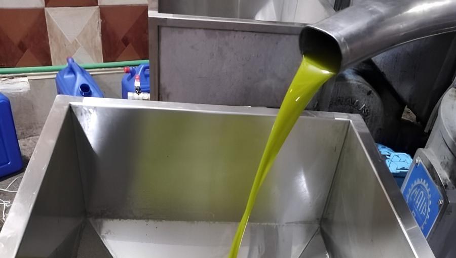 زيت زيتون في المعصرة زيت زيتون في المعصرة