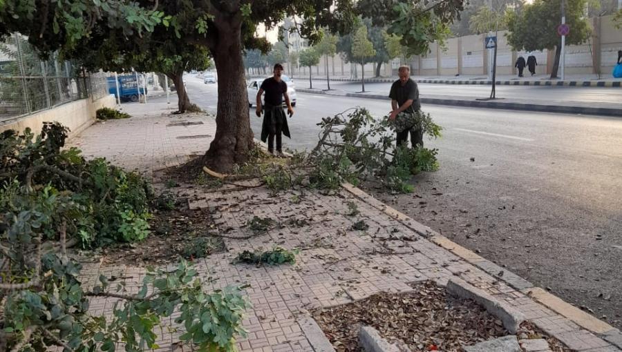 عاملان من أمانة عمان يقلمان أشجار مزروعة على أحد أرصفة شوارع العاصمة | أرشيفية