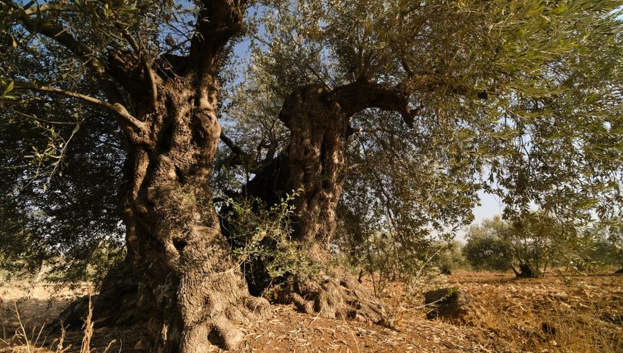 زيتون معمر في قرية سحم | حبر