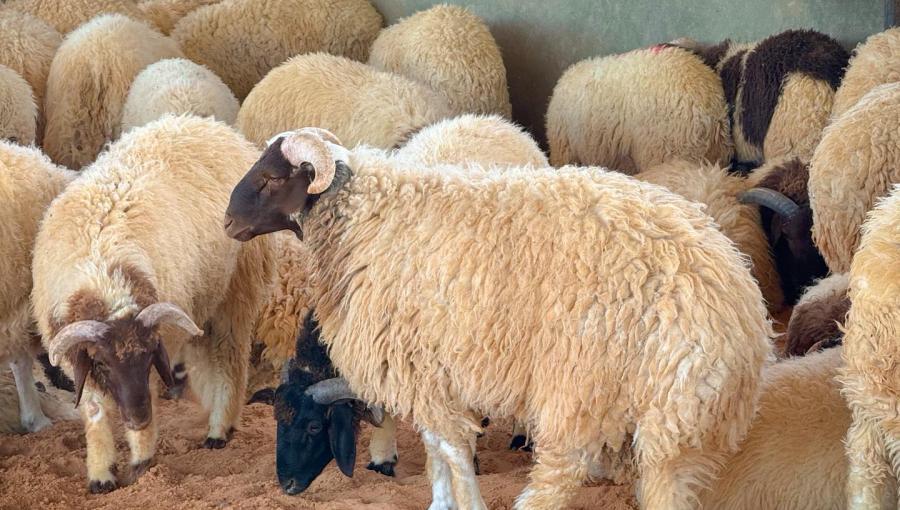 مجموعة من الخراف داخل حظيرة
