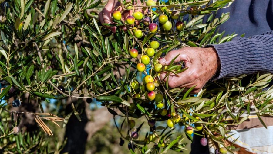 صورة تعبيرية لمزارع يقطف ثمار الزيتون