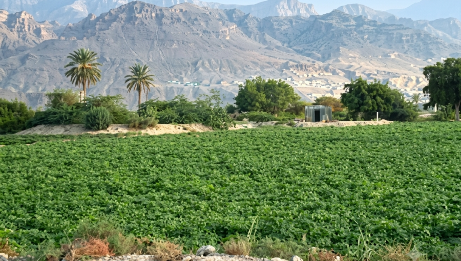 الأغوار الجنوبية