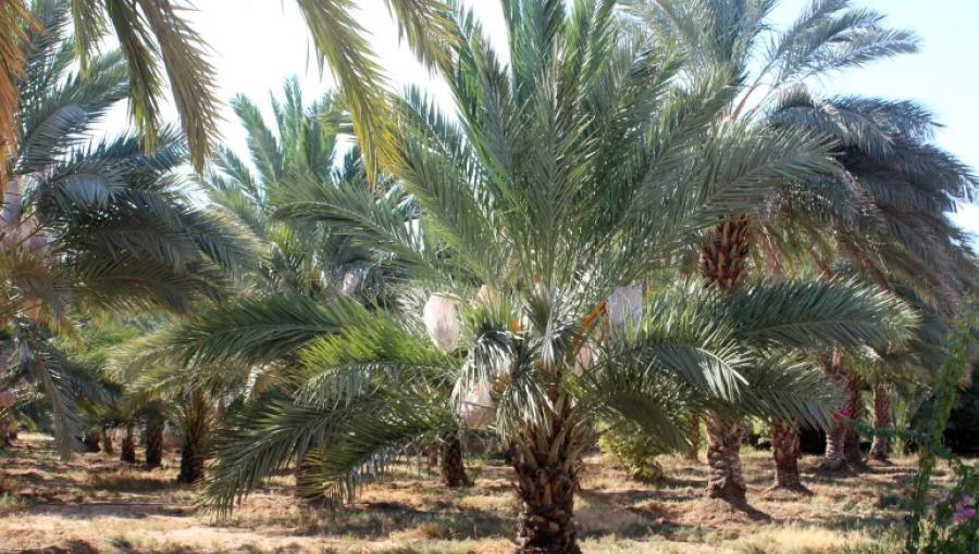 صورة تعبيريةلشجرة نخيل في إحدى المزارع بالأردن