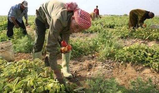 عمالة زراعية