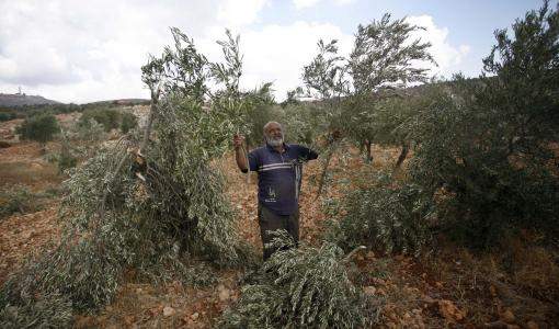 اقتلاع شجر حرجي فلسطين