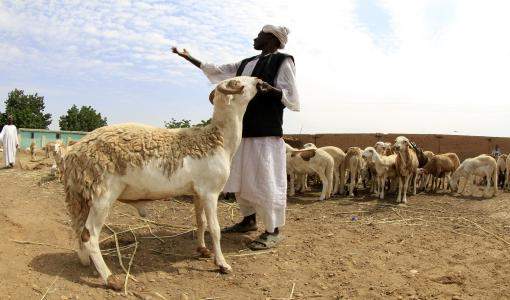 مرابي مواشي في السودان