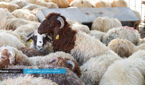 حظيرة خراف | Husna Images