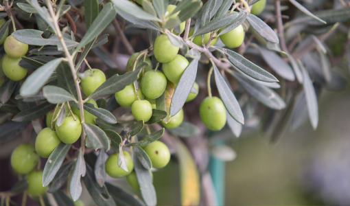 زيتون | Freepik photos