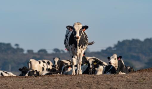 انتشار الحمى القلاعية بين الأبقار