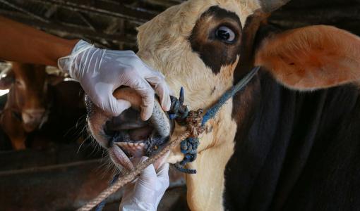 صورة تعبيرية | بقرة مصابة بفايروس الحمى القلاعية