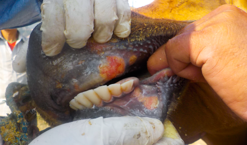 أعراض الحمى القلاعية