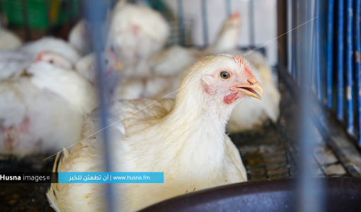 صورة تعبيرية - دجاج النتافات | Husna Images