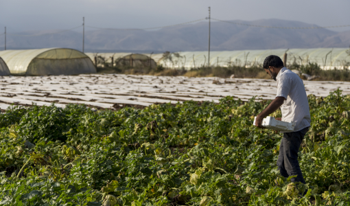 حقول زراعية في الأردن