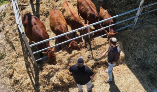 أعضاء من منظمة "بناء إسرائيل" أمام البقرات الحمر في مزرعة بالقرب من بيسان | المصدر: وكالة الصحافة الفرنسية أعضاء من منظمة "بناء إسرائيل" أمام البقرات الحمر في مزرعة بالقرب من بيسان | المصدر: وكالة الصحافة الفرنسية