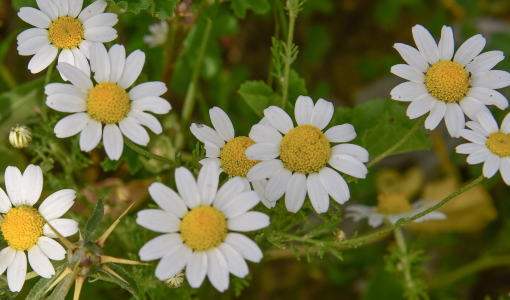 مهرجان الزهور