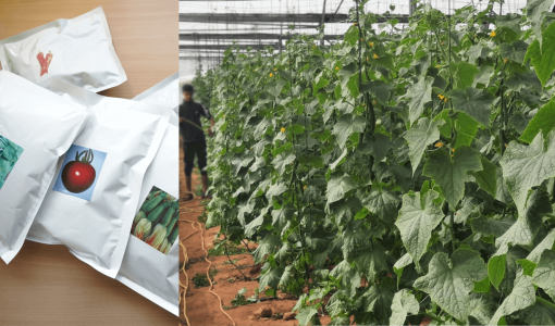 أشتال زرعتها الجمعية العربية لحماية الطبيعة في مشتل بلدية غزة مع بعض البذور