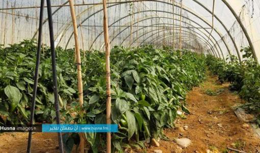 بيت بلاستيكي فيه مزروعات في غور الأردن