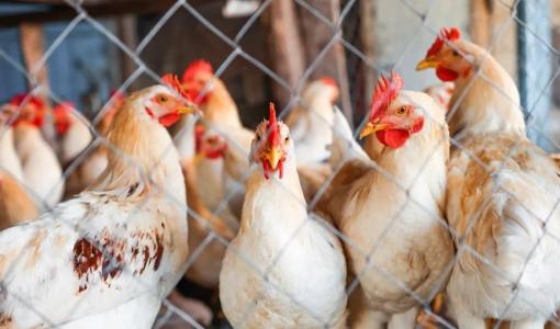 دجاج في مزرعة دواجن | المصدر: Envato Elements