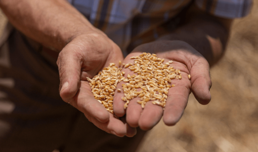 حفنة من القمح المحصود | المصدر: حبر
