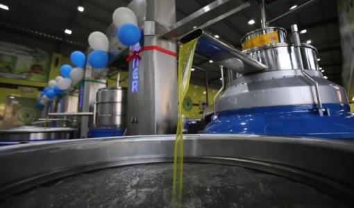 استخراج زيت الزيتون في إحدى معاصر محافظة إربد | المصدر: المملكة