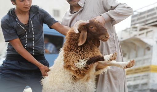 أشخاص يضعون المواشي داخل إحدى الحظائر في عمان | المصدر: المملكة