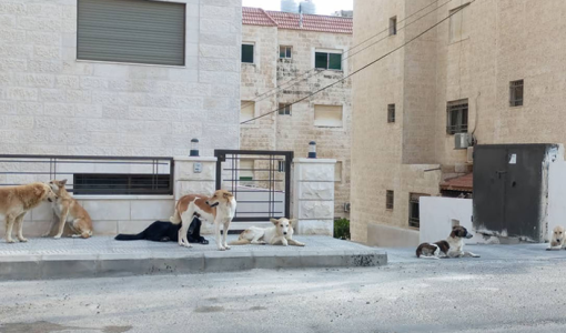 كلاب ضالة في منطقة ضاحية الرشيد في عمان كلاب ضالة في منطقة ضاحية الرشيد في عمان | أرشيفية Jordantimes