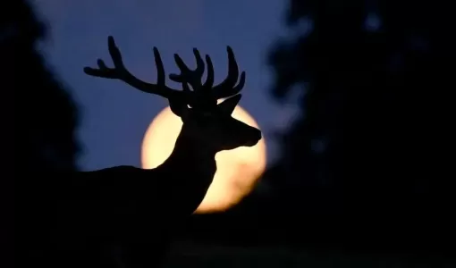 ظل غزال خلفه قمر برتقالي | Getty Images