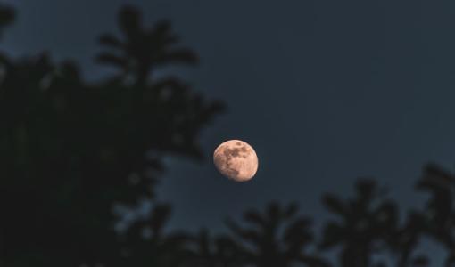 قمر وسط الأشجار | تعبيرية freepik