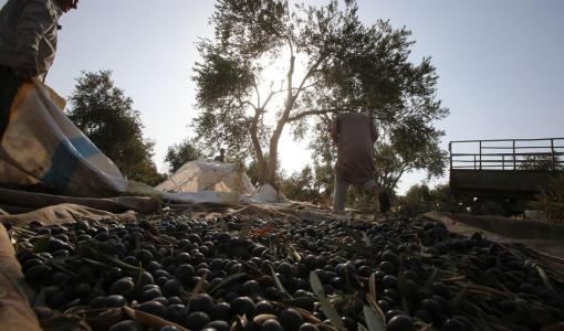 قطف شجرة زيتون خلال أحد خلال مواسم قطاف الزيتون