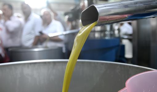 زيت الزيتون يتدفق من أنبوب بعد استخلاصه داخل إحدى المعاصر