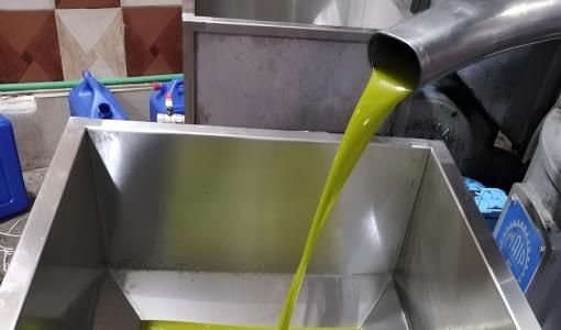 زيت زيتون في المعصرة