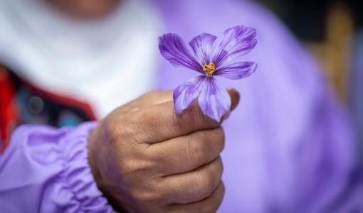 سيدة تحمل بيدها زهرة الزعفران | تعبيرية