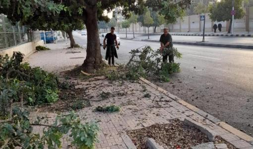 عاملان من أمانة عمان يقلمان أشجار مزروعة على أحد أرصفة شوارع العاصمة | أرشيفية