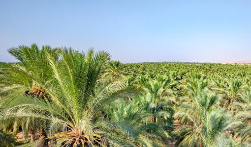 إحدى مزارع التمور في الأردن | مواقع التواصل