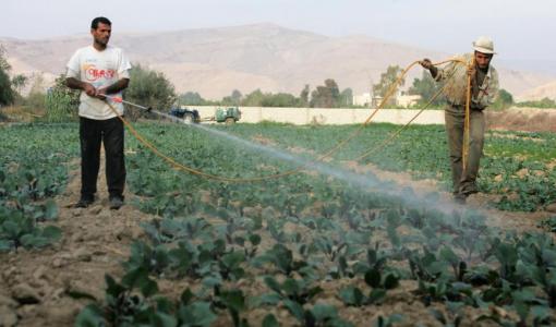 مزارعين في الأغوار الشمالية | المملكة