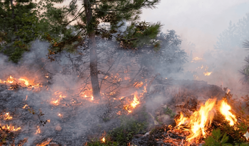 حرائق مشتعلة في غابات بمحافظة عجلون شمالي البلاد | أرشيفية
